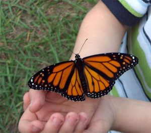 National Research Center on the Gifted and Talented